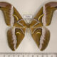 75969p Saturniidae Samia canningi Thailand $10