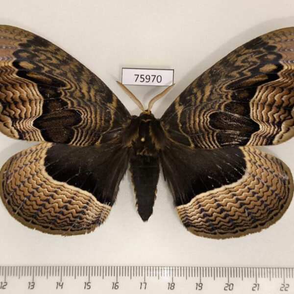 Brahmaeidae Brahmaea tancrei Primorye