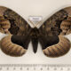 75970p Brahmaeidae Brahmaea tancrei Primorye $12