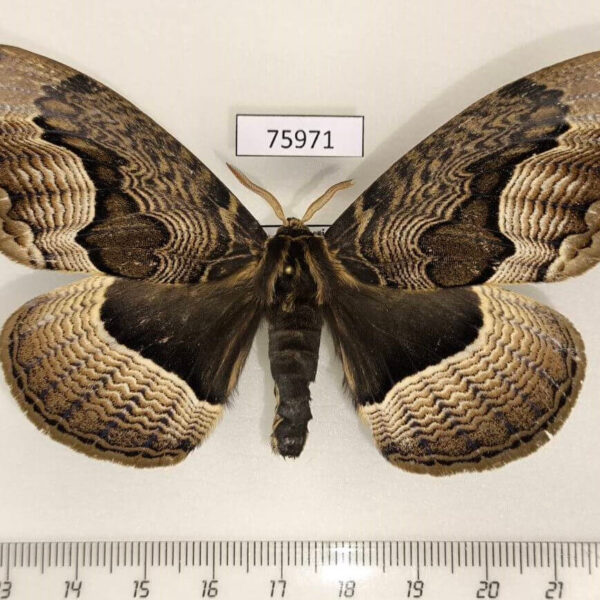Brahmaeidae Brahmaea tancrei Primorye
