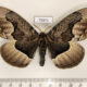 75971p Brahmaeidae Brahmaea tancrei Primorye $9