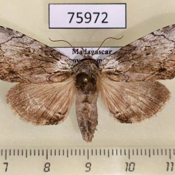 Noctuidae Pseudotolna perineti f Madagascar
