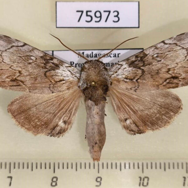 Noctuidae Pseudotolna perineti Madagascar