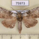 75973p Noctuidae Pseudotolna perineti Madagascar $10