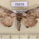 75974p Noctuidae Pseudotolna perineti Madagascar $7