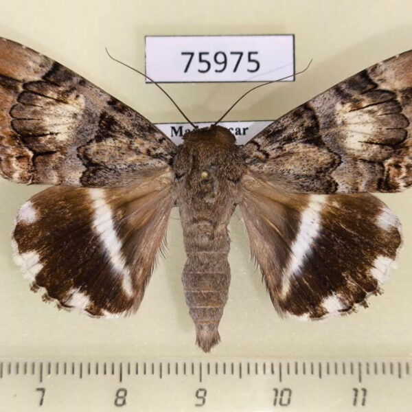 Noctuidae Achaea sp. oedipodina Madagascar