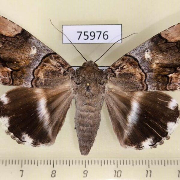 Noctuidae Achaea oedipodina f Madagascar