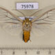 75978p Arctiidae Amerila sp. mulleri Uganda $15