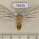 75979p Arctiidae Amerila sp. mulleri Uganda $15