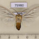 75980p Arctiidae Amerila sp. mulleri Uganda $13