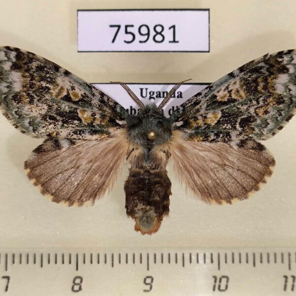 Notodontiidae Desmeocraera octoginta f Uganda