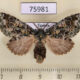 75981p Notodontiidae Desmeocraera octoginta f Uganda $10