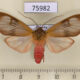75982p Arctiidae Amerila makadara Uganda $10