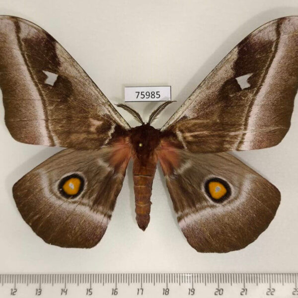 Saturniidae Bunaea alcinoe Uganda