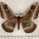 75985p Saturniidae Bunaea alcinoe Uganda $20