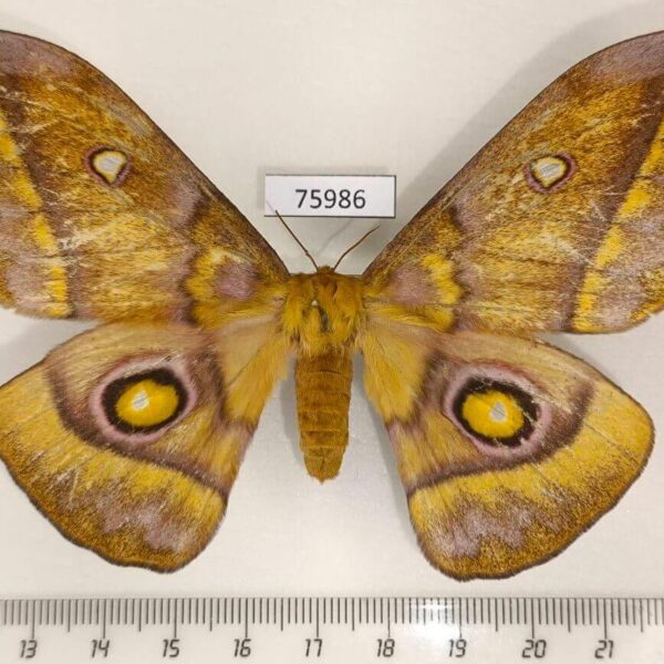 Saturniidae Gonimbrasia wahlbergina f Uganda