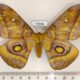 75986p Saturniidae Gonimbrasia wahlbergina f Uganda $20