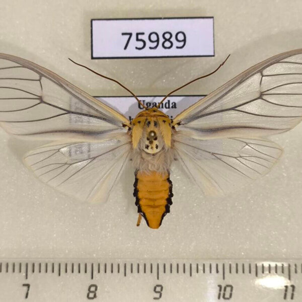 Arctiidae Amerila sp. mulleri Uganda
