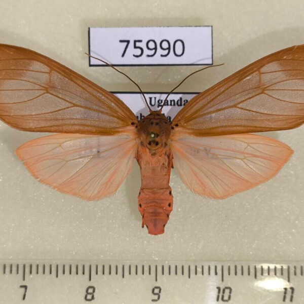 Arctiidae Amerila sp. Uganda