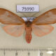 75990p Arctiidae Amerila sp. Uganda $20
