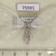 75991p Lymantridae Olapa sp. Uganda $10