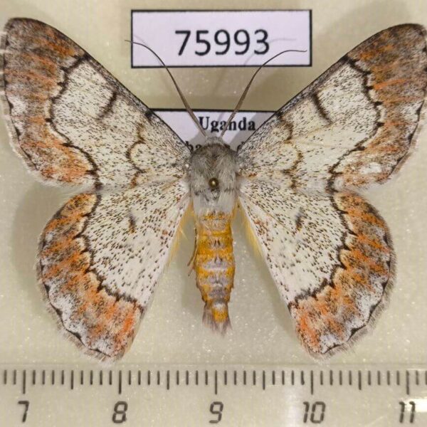 Geometridae Pingasa hypoxantha holochroa Uganda