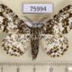 75994p Geometridae Biston abruptaria maculatissimus Uganda $8