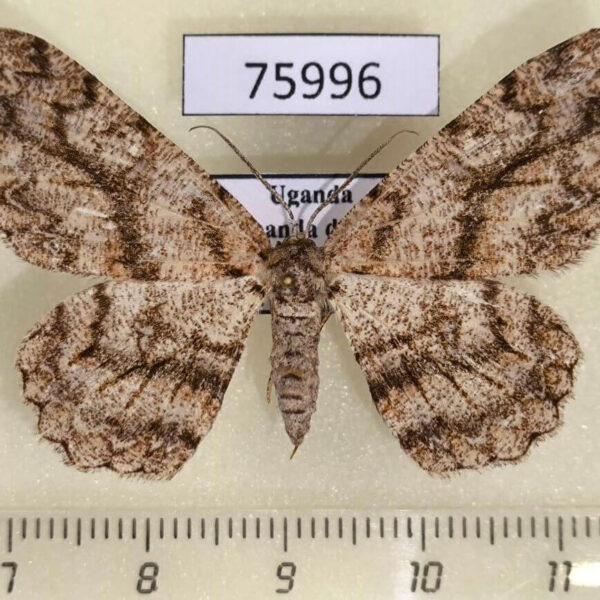 Geometridae Zeuctoboarmia sp. simplex f Uganda