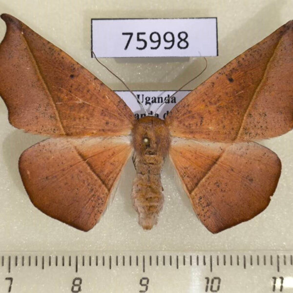 Geometridae Xanthisthisa fulva f Uganda