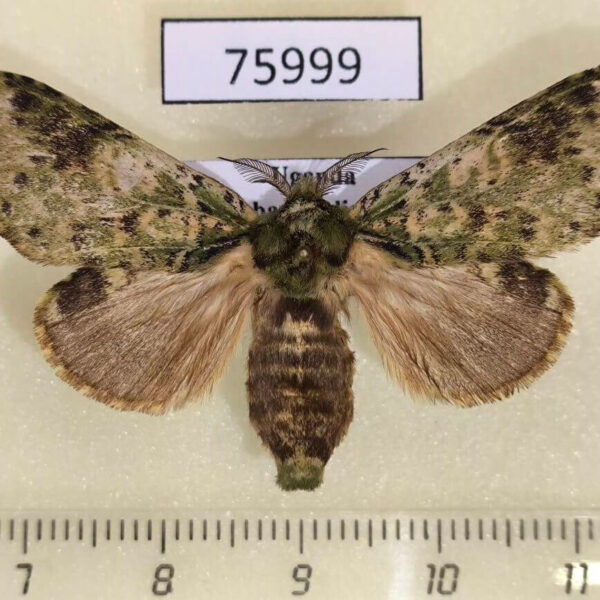 Notodontiidae Desmeocraera latex Uganda