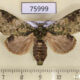75999p Notodontiidae Desmeocraera latex Uganda $9