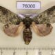 76000p Notodontiidae Desmeocraera latex Uganda $9