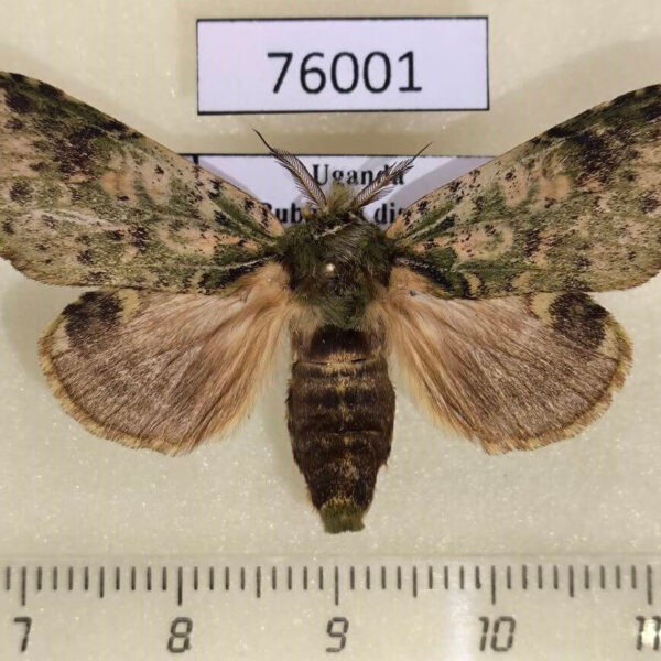 Notodontiidae Desmeocraera latex Uganda