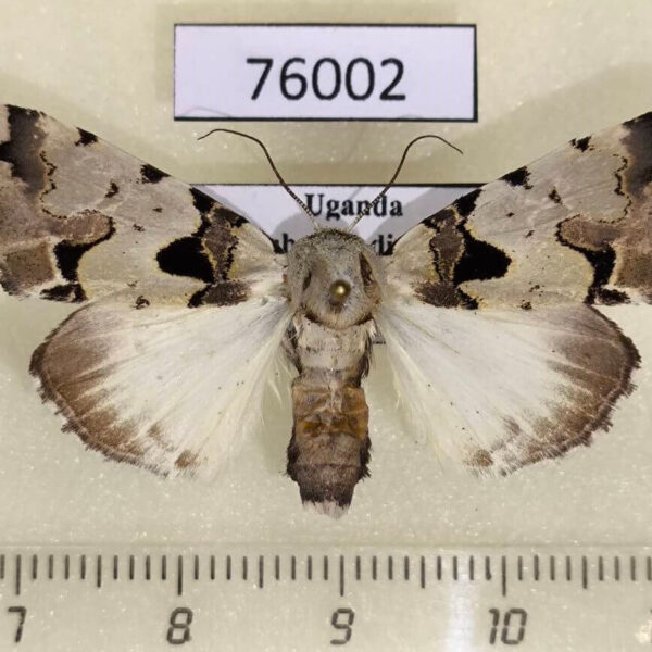 Noctuidae Halochroa aequatoria f Uganda
