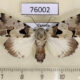 76002p Noctuidae Halochroa aequatoria f Uganda $15