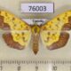 76003p Crambidae Botyodes asialis f Uganda $9