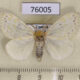 76005p Lymantridae Euproctis rubroguttata Uganda $8