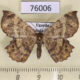 76006p Geometridae Erastria madecassaria Uganda $7