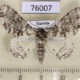 76007p Geometridae Colocleora polyplanes Uganda $7