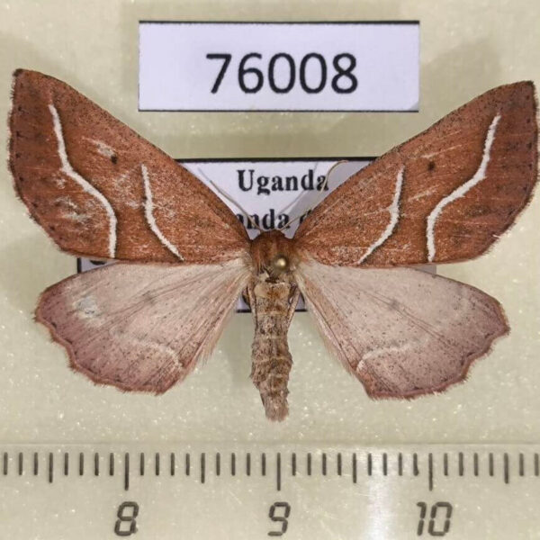 Geometridae Idiodes flexilinea Uganda