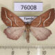 76008p Geometridae Idiodes flexilinea Uganda $10