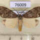 76009p Arctiidae Galtara sp. Uganda $12