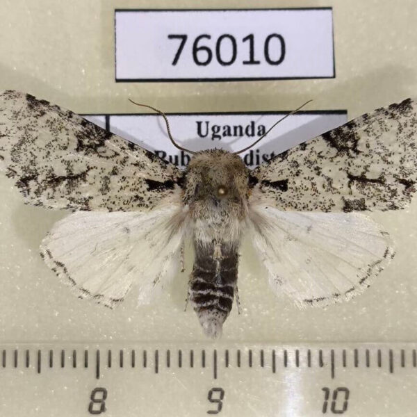 Noctuidae Auchecranon elegans Uganda