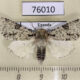 76010p Noctuidae Auchecranon elegans Uganda $10