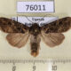 76011p Noctuidae Apospasta venata Uganda $12