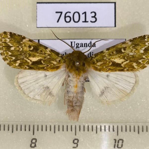 Noctuidae Nyodes rangeri Uganda
