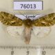 76013p Noctuidae Nyodes rangeri Uganda $12
