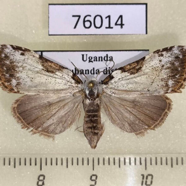 Noctuidae Meganola euryochra f Uganda