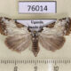 76014p Noctuidae Meganola euryochra f Uganda $9