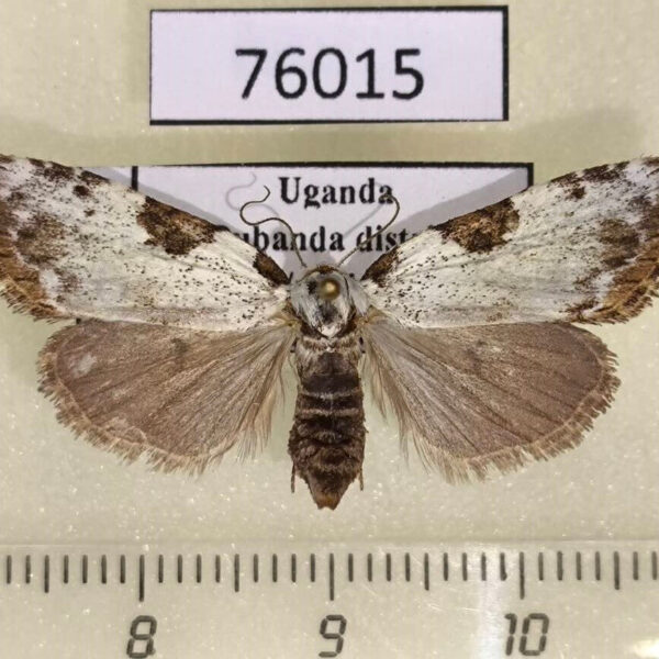 Noctuidae Meganola euryochra f Uganda